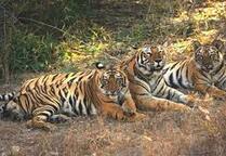 The Tiger, Up Close ... At Pench National Park ... The Jungle Book Fame Destination !