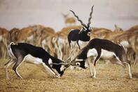 WONDERS OF GUJARAT
