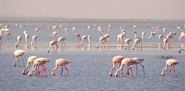 GUJARAT - WILD WILD WEST