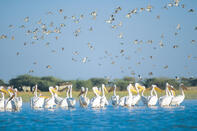 GUJARAT - WILD WILD WEST