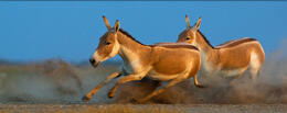 GUJARAT - WILD WILD WEST