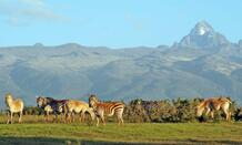 Best of Kenya