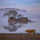 Tiger Calling @ Ranthambhore National Park