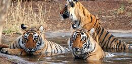 Tiger Calling @ Ranthambhore National Park