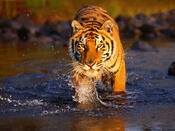 Jim Corbett National Park