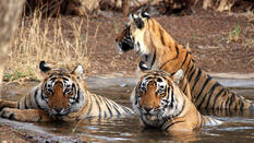 Jim Corbett National Park