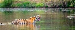 The Tiger, Up Close ... At Pench National Park ... The Jungle Book Fame Destination !