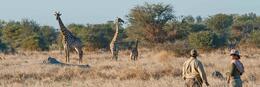 Best of Botswana