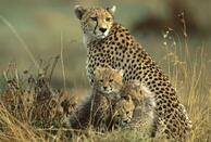 Bandhavgarh National Park