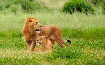 Take a Short Break at Gir National Park