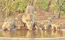 Take a Short Break at Gir National Park