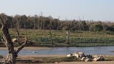 The Tiger, Up Close ... At Pench National Park ... The Jungle Book Fame Destination !