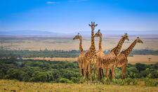 Best of Africa ... Kenya, Victoria Falls, South Africa !