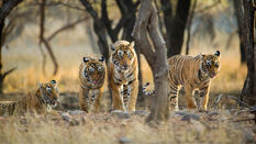Tiger Calling @ Ranthambhore National Park