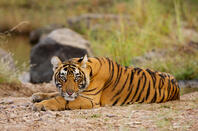 Tiger Calling @ Ranthambhore National Park
