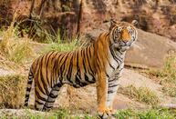 Madhya Pradesh ... Spiritual, Religious & Wildlife Experience